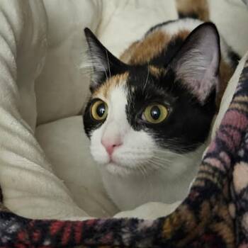 Rescue Domestic Short Hair Cats for Adoption in Cincinnati, Ohio - Dixie Rose | PetCurious