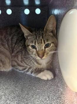 Domestic Short Hair Cats Available for Adoption in Daytona Beach, Florida - Cheese | PetCurious