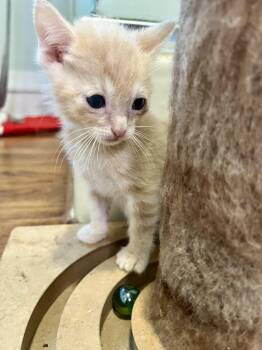 Ron -  Domestic Short Hair Cat for Adoption in San Diego, California - Ron | PetCurious