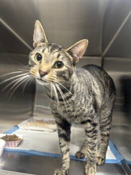 Rescue Domestic Short Hair Cats for Adoption in Westminster, Maryland - QUAIL | PetCurious