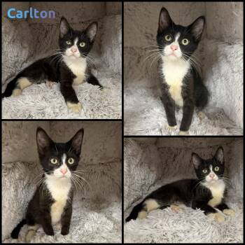 Carlton -  Domestic Short Hair Cat for Adoption in Windy Hills, Kentucky - Carlton | PetCurious