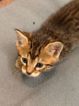 Molly -  Domestic Short Hair Cat Available for Adoption in The Woodlands, Texas - Molly | PetCurious