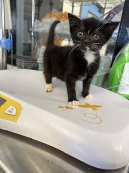 Elias`Stack` -  Domestic Short Hair Cat for Adoption in West Chester, Pennsylvania - Elias`Stack` | PetCurious