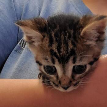 Augustus -  Domestic Short Hair Cat for Adoption in Lake Jackson, Texas - Augustus | PetCurious