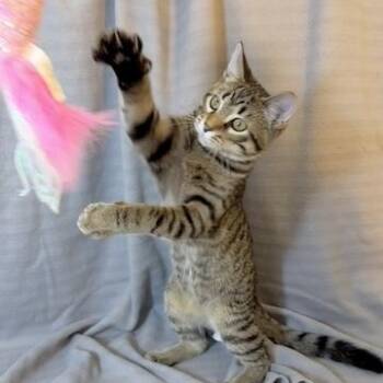 Kongo -  Domestic Short Hair Cat for Adoption in Minneapolis, Minnesota - Kongo | PetCurious