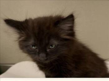 BOB -  Domestic Medium Hair Cat for Adoption in Tracy, California - BOB | PetCurious