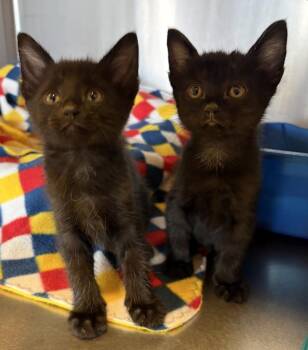 Rudy -  Domestic Short Hair Cat for Adoption in Challis, Idaho - Rudy | PetCurious