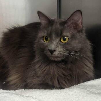 Domestic Long Hair Cats Available for Adoption - Parakeet | PetCurious