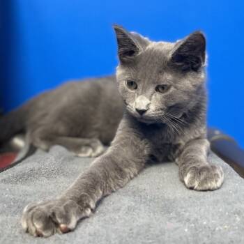 Rescue Domestic Short Hair Cats for Adoption in Milan, Pennsylvania - Oliver | PetCurious