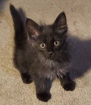 Hazel -  Domestic Short Hair Cat for Adoption in Clovis, California - Hazel | PetCurious