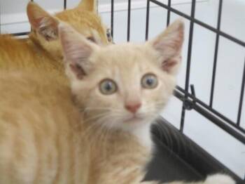 A383903 -  Domestic Short Hair Cat for Adoption in Ocala, Florida - A383903 | PetCurious