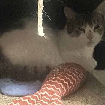 Domestic Short Hair Cats Available for Adoption in New York, New York - Tee Grizzley (fka Stable) | PetCurious