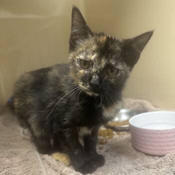 Rescue Domestic Short Hair Cats for Adoption in Blue Ridge, Georgia - Emmie | PetCurious