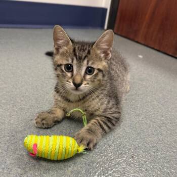 Cantaloupe -  Domestic Short Hair Cat for Adoption in West Palm Beach, Florida - Cantaloupe | PetCurious