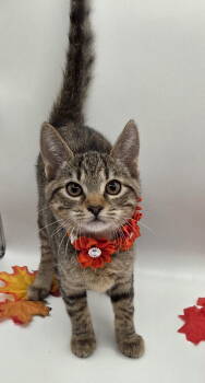 Rescue Domestic Short Hair and Tabby Cats for Adoption in Attalla, Alabama - Mott | PetCurious