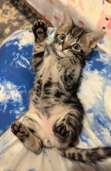 Rescue Domestic Medium Hair Cats for Adoption in Mcdonough, Georgia - Charlie | PetCurious