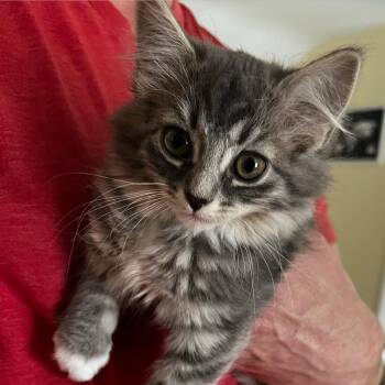 Sandals -  Domestic Long Hair Cat for Adoption in Winchester, Virginia - Sandals | PetCurious