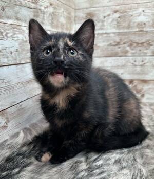 Violet -  Domestic Short Hair Cat Available for Adoption in Lexington, Kentucky - Violet | PetCurious