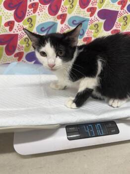 Rescue Domestic Short Hair Cats for Adoption in Baytown, Texas - MCKINNON | PetCurious