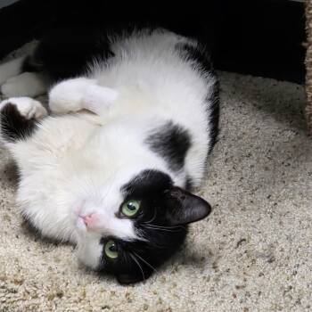 Domestic Short Hair Cats Available for Adoption in Renfrew, Pennsylvania - Skunk | PetCurious