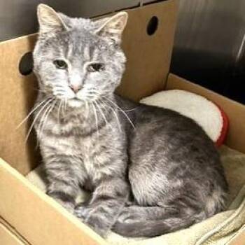 Domestic Short Hair Cats Available for Adoption - Butler | PetCurious