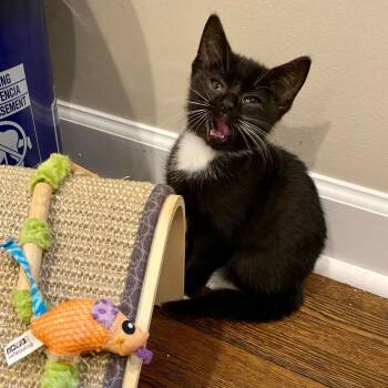 Rescue Domestic Short Hair Cats for Adoption in Charlotte, North Carolina - Danny | PetCurious