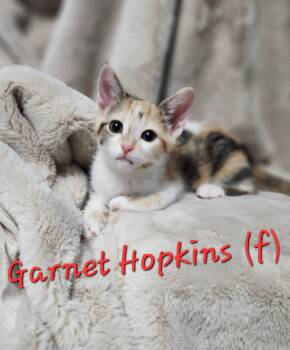 Rescue Calico Cats for Adoption in Clarksville, Tennessee - Garnet Hopkins | PetCurious