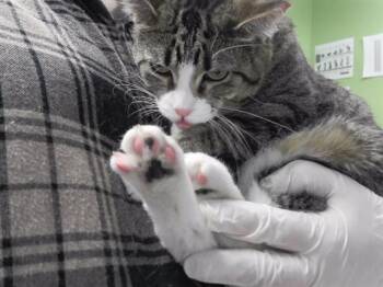 Domestic Short Hair Cats Available for Adoption in Omaha, Nebraska - LILY | PetCurious