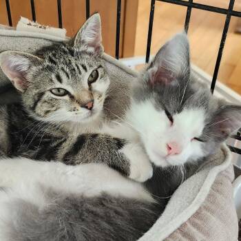 Scout and Nova - Bonded Pair -  Domestic Short Hair Cat for Adoption in Spring Lake Park, Minnesota - Scout And Nova - Bonded Pair | PetCurious