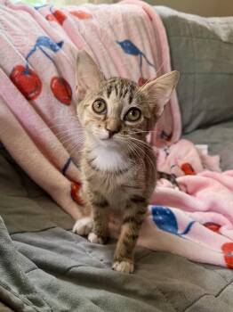 Corned Beef -  Domestic Short Hair Cat for Adoption in Homer Glen, Illinois - Corned Beef | PetCurious