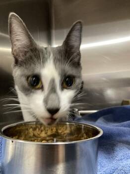 EUNA -  Domestic Short Hair Cat for Adoption in Long Beach, California - EUNA | PetCurious