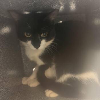 Chai -  Domestic Short Hair Cat for Adoption in Charlottesville, Virginia - Chai | PetCurious