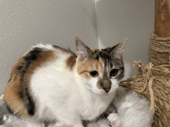 Rescue Domestic Short Hair Cats for Adoption in Mission Viejo, California - La Jolla | PetCurious