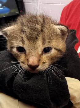 FINN -  Domestic Short Hair Cat for Adoption in Jacksonville, Florida - FINN | PetCurious