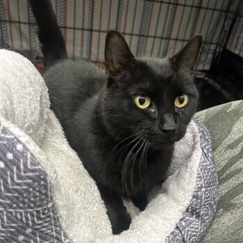 JoJo -  Domestic Short Hair Cat for Adoption in Bismarck, North Dakota - JoJo | PetCurious