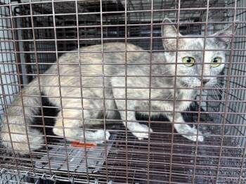 A661828 -  Domestic Short Hair Cat for Adoption in Houston, Texas - A661828 | PetCurious