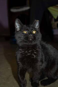 Rescue Domestic Short Hair Cats for Adoption in Greensburg, Indiana - Cobra | PetCurious