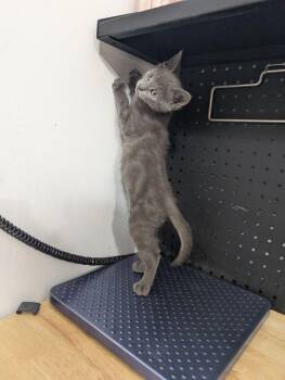 Odysseus -  Domestic Short Hair Cat for Adoption in Dayton, Minnesota - Odysseus | PetCurious
