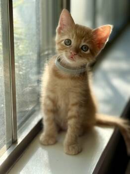 Tater -  Domestic Short Hair and Tabby Cat for Adoption in Texarkana, Texas - Tater | PetCurious