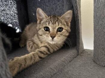Pam -  Domestic Short Hair Cat for Adoption in Lemoyne, Pennsylvania - Pam | PetCurious