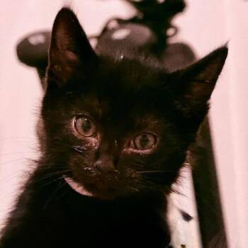 Domestic Short Hair Cats Available for Adoption in Cumming, Georgia - Teddy | PetCurious
