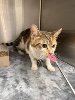LYCHEE -  Domestic Short Hair Cat for Adoption in Indianapolis, Indiana - LYCHEE | PetCurious