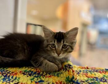 Alanis (Needs to be adopted with littermate) -  Domestic Medium Hair and Tabby Cat for Adoption in Oakland, California - Alanis (Needs To Be Adopted With Littermate) | PetCurious