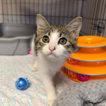 Benji -  Domestic Short Hair Cat for Adoption in Searcy, Arkansas - Benji | PetCurious