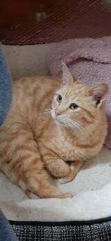 Domestic Short Hair Cats Available for Adoption in Richmond, Virginia - Donald | PetCurious