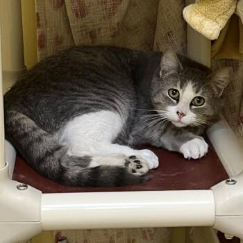 Bizkit -  Domestic Short Hair Cat for Adoption in Bedford, New Hampshire - Bizkit | PetCurious
