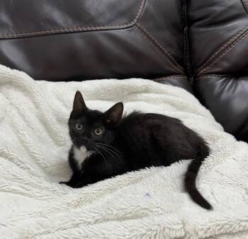Yomari -  Domestic Short Hair Cat for Adoption in Newberg, Oregon - Yomari | PetCurious