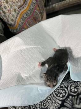 Rescue Domestic Short Hair Cats for Adoption in Pahrump, Nevada - Blossom | PetCurious