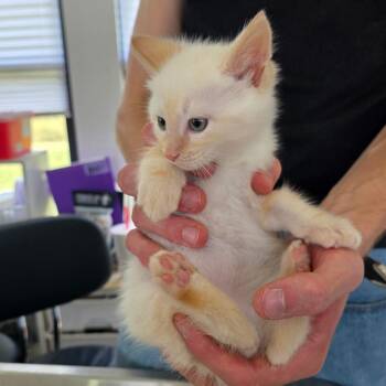 Gourd -  Domestic Medium Hair Cat Available for Adoption in Chapel Hill, North Carolina - Gourd | PetCurious