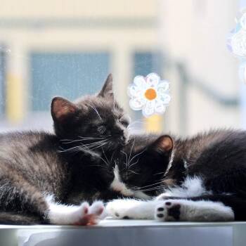 Doreen -  Domestic Short Hair Cat for Adoption in Briarcliff Manor, New York - Doreen | PetCurious